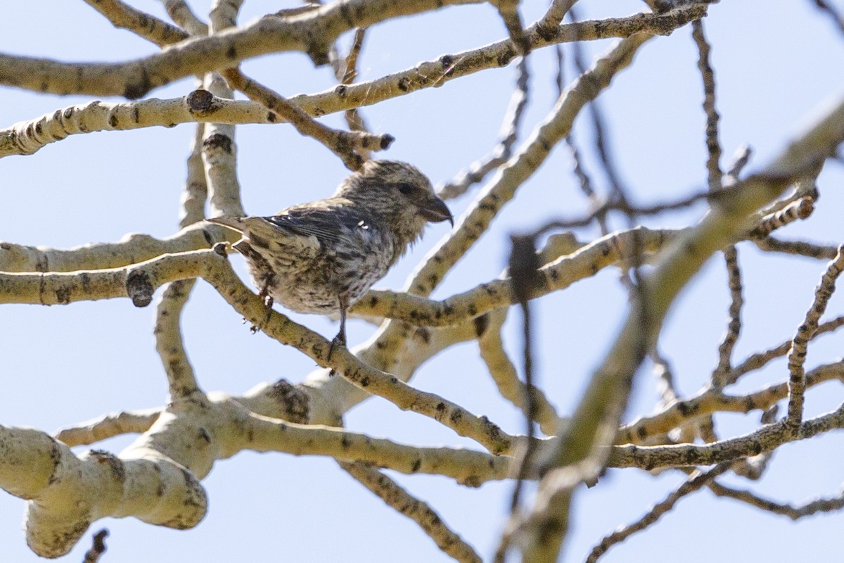 Cassia Crossbill - ML622545034