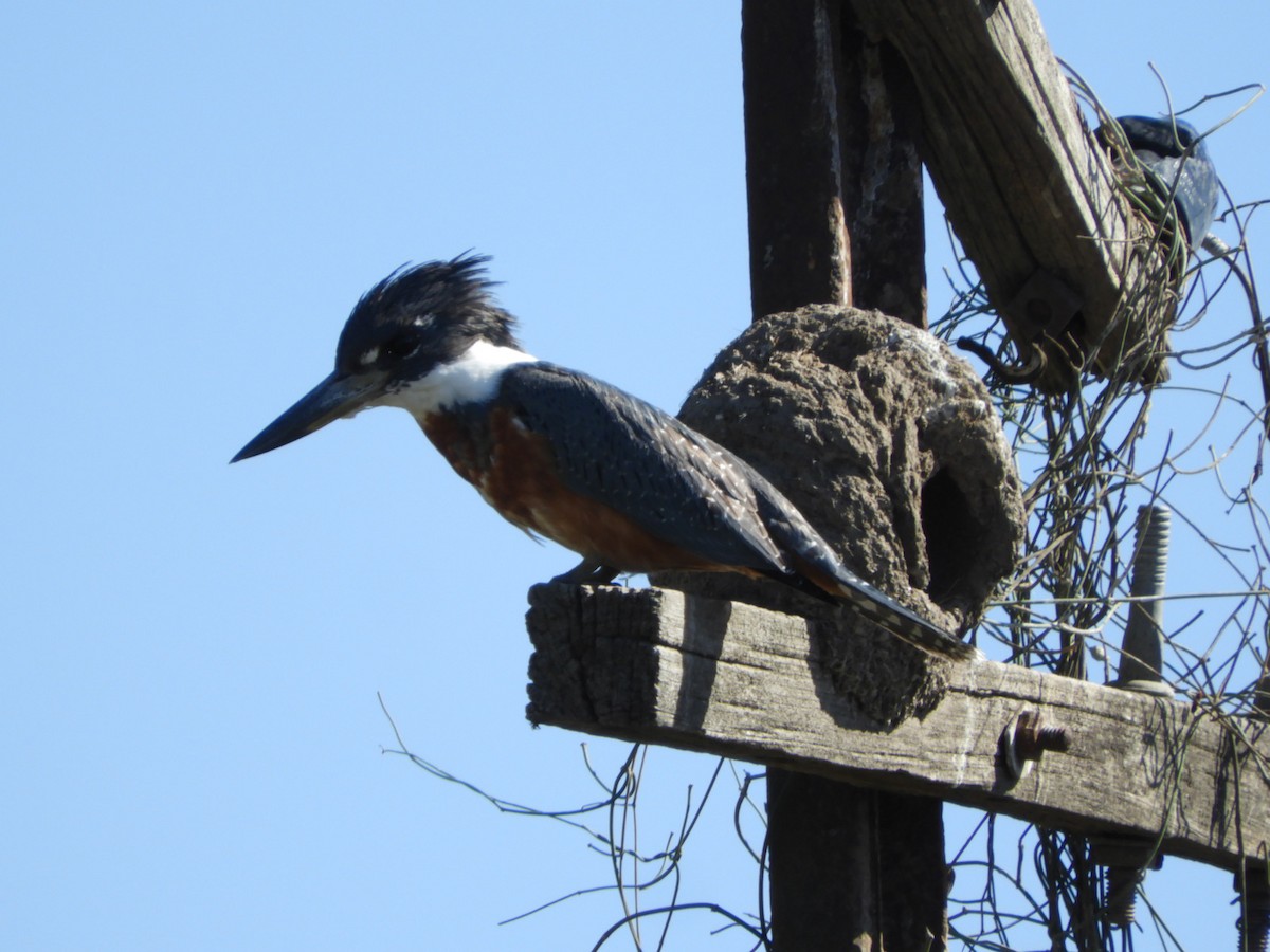 Ringed Kingfisher - ML622545093