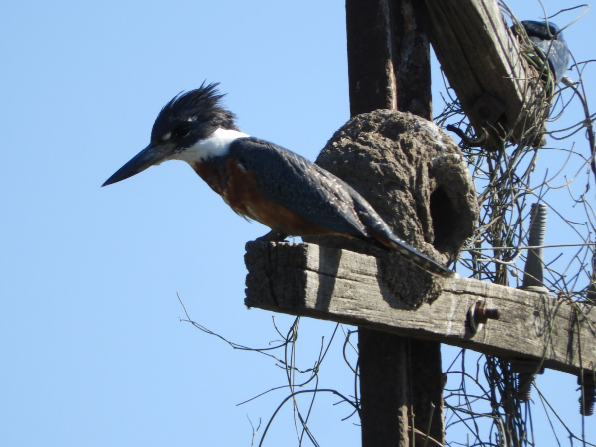 Ringed Kingfisher - ML622545094