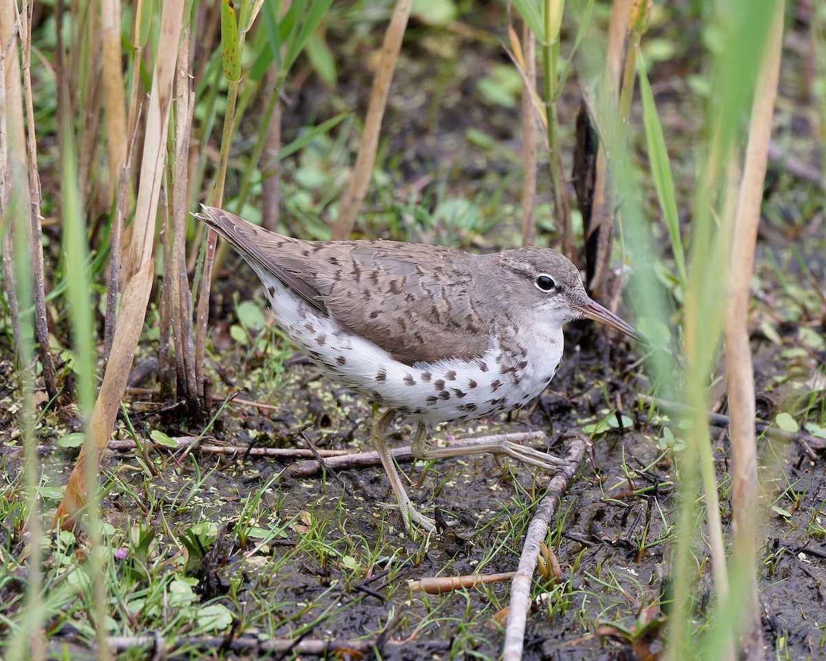 Spotted Sandpiper - ML622545099