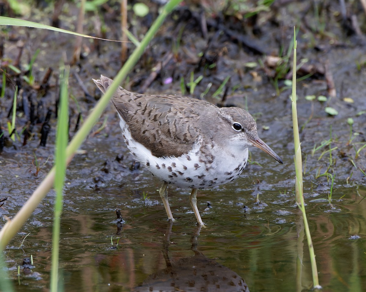 Spotted Sandpiper - ML622545100