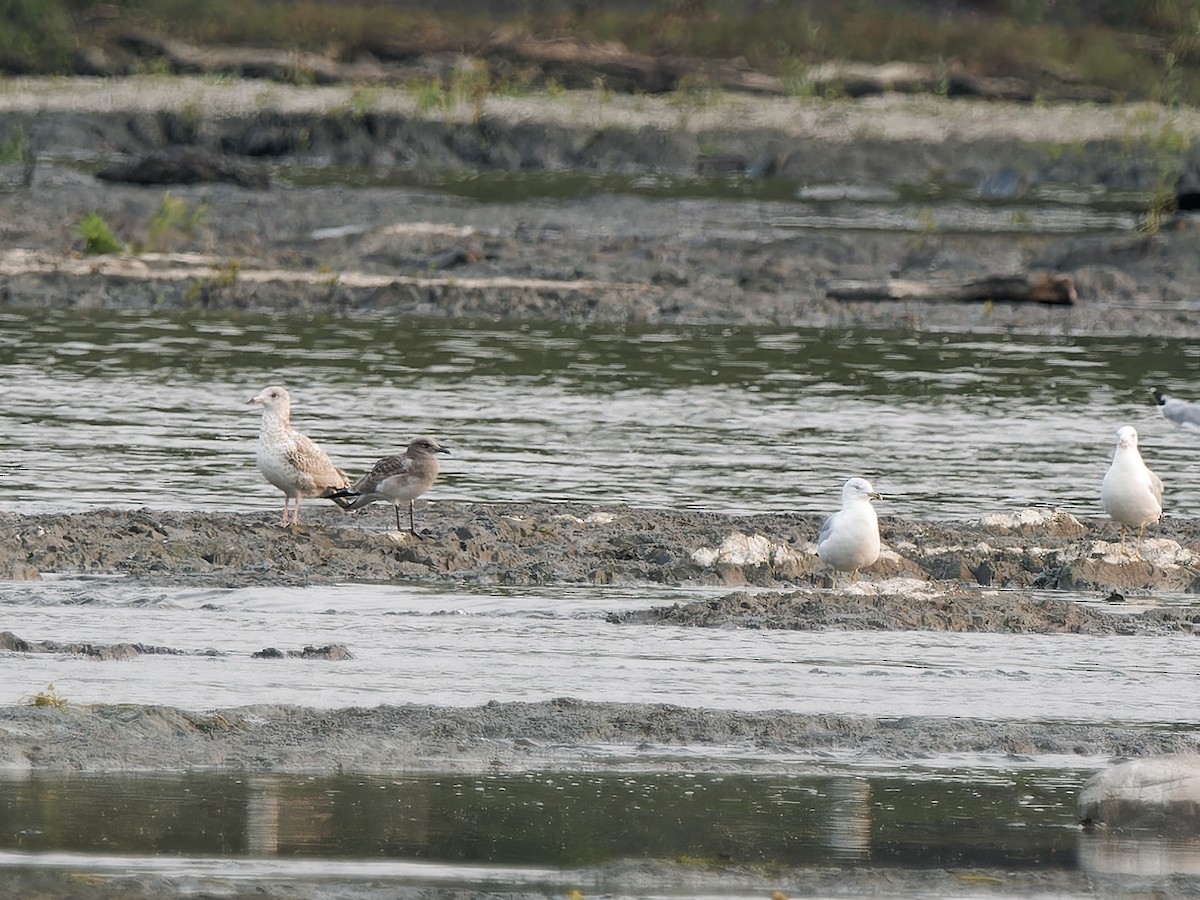 Laughing Gull - ML622545119