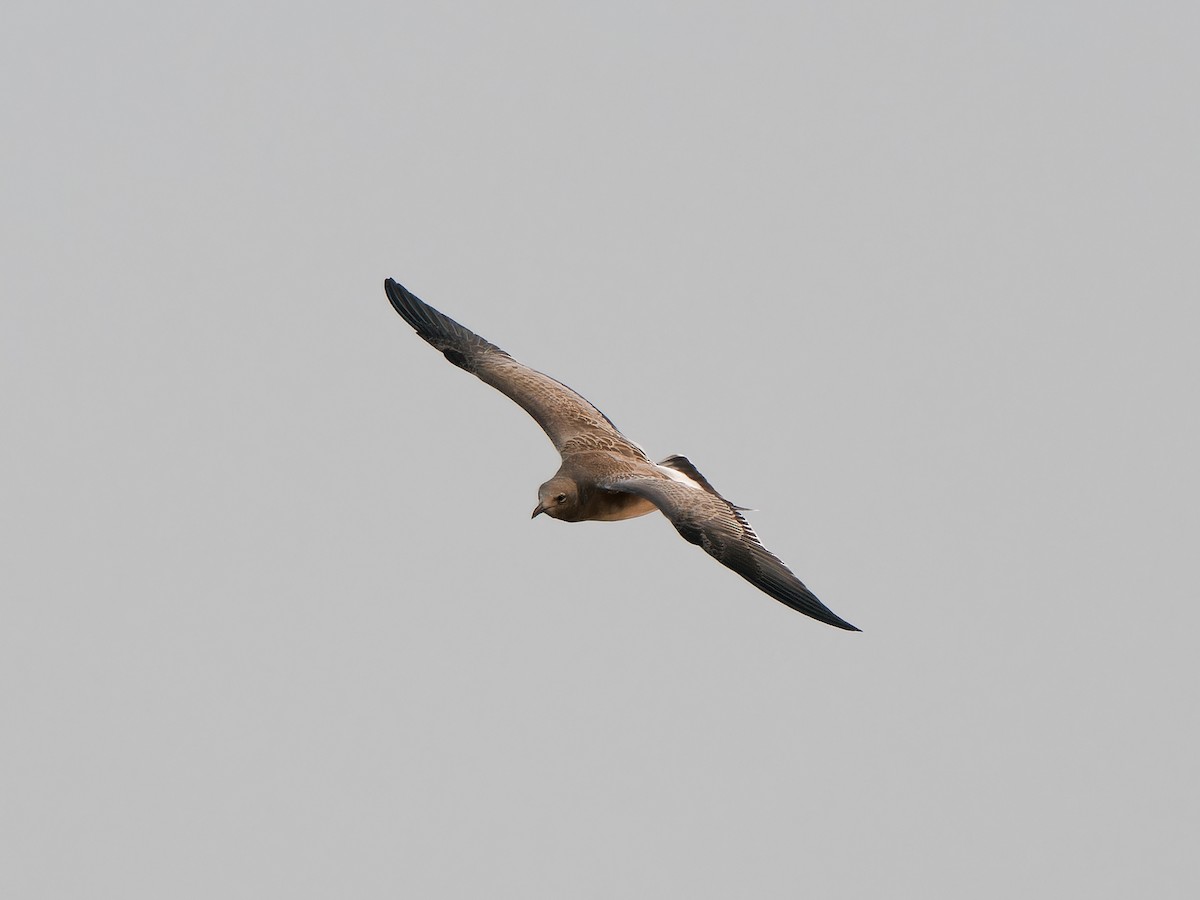 Laughing Gull - ML622545120