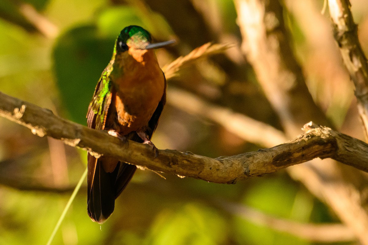 White-tailed Starfrontlet - Christine Kozlosky