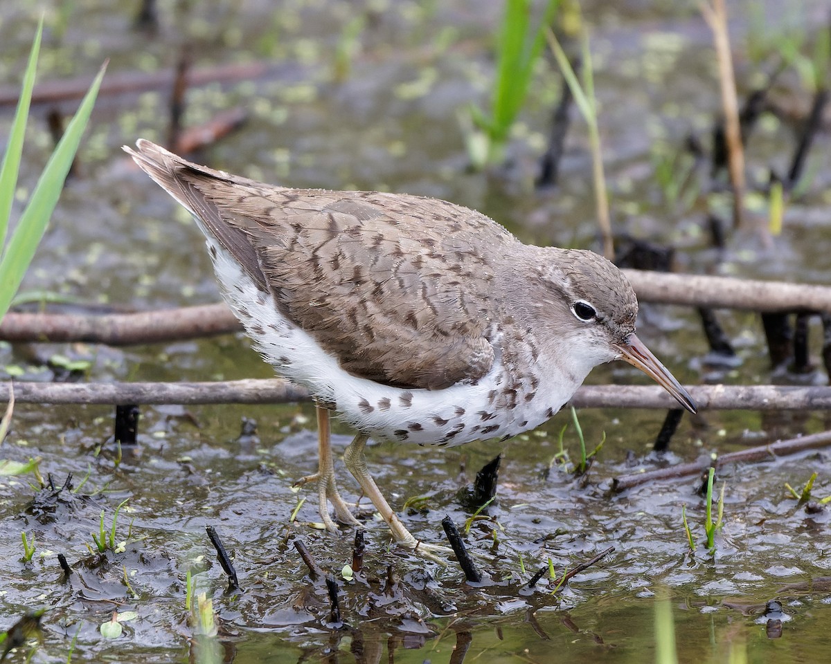 Spotted Sandpiper - ML622545261