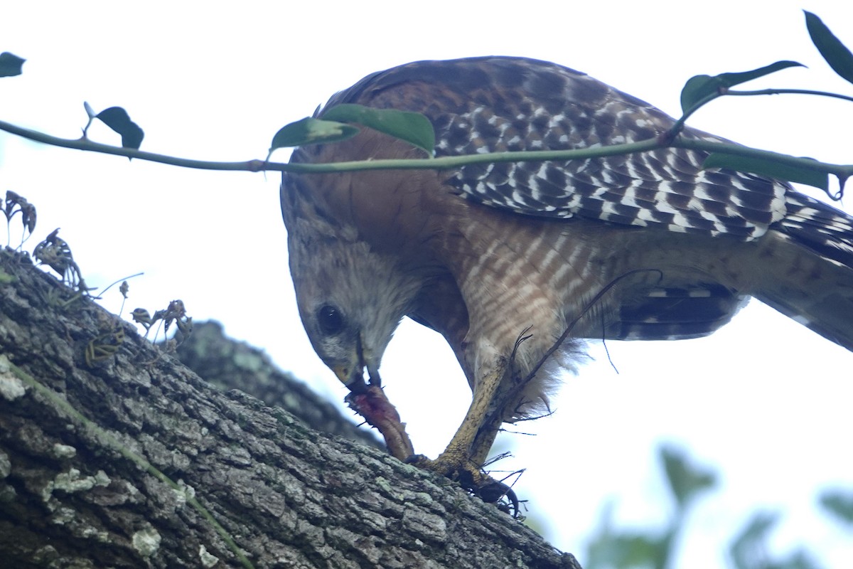 Red-shouldered Hawk - Alena Capek