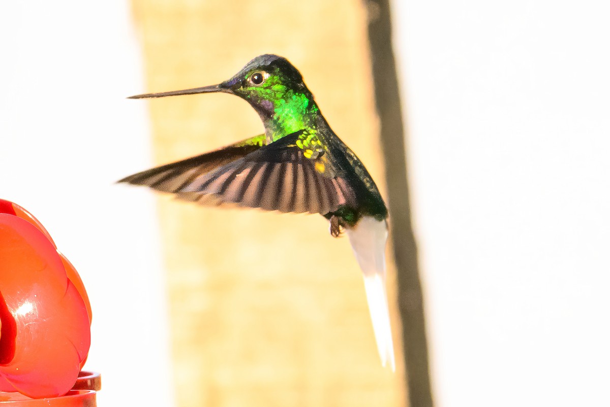 White-tailed Starfrontlet - ML622545400