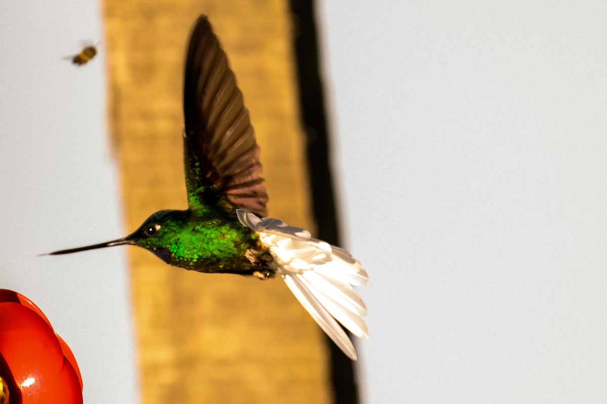 White-tailed Starfrontlet - Christine Kozlosky