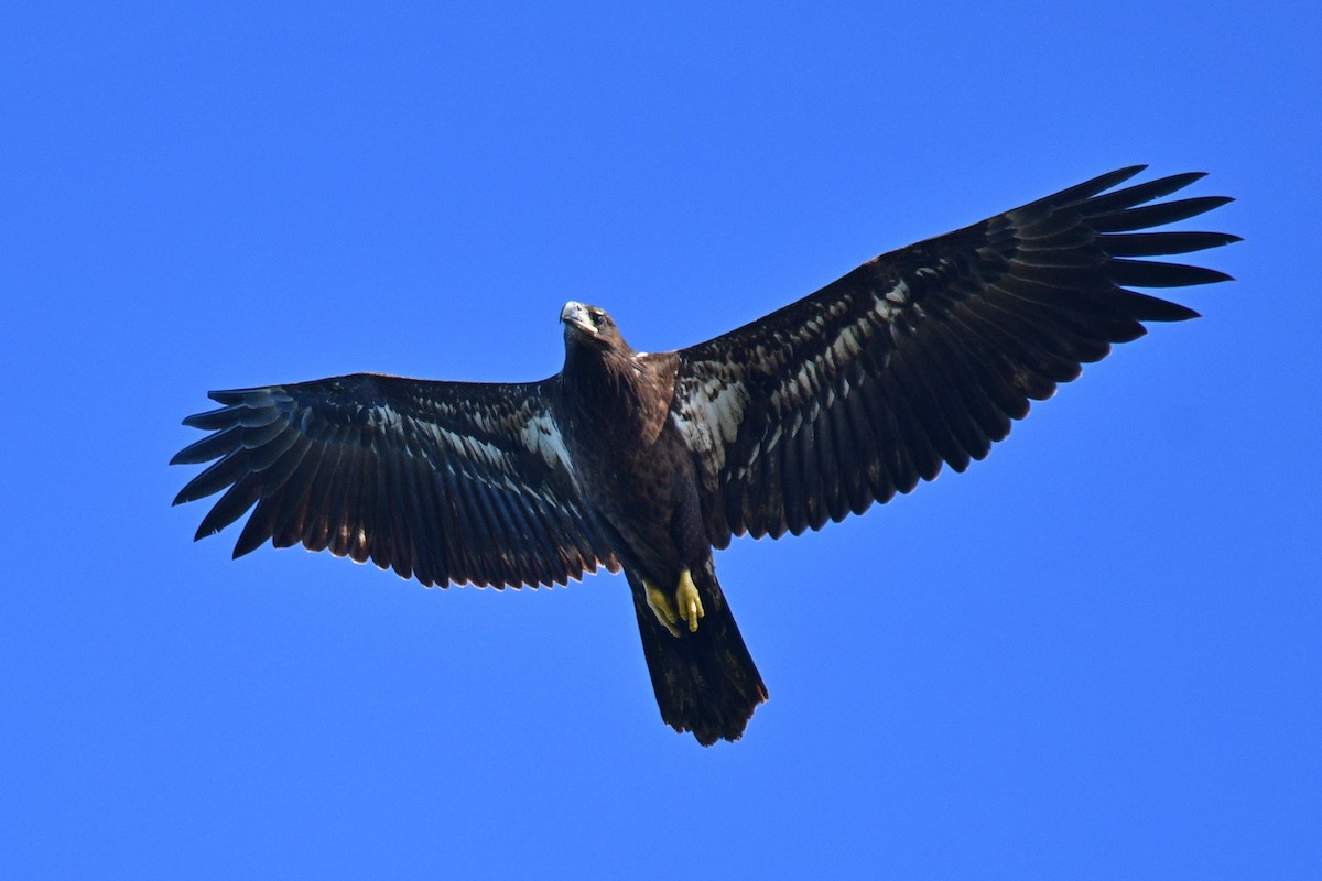 Weißkopf-Seeadler - ML622545415