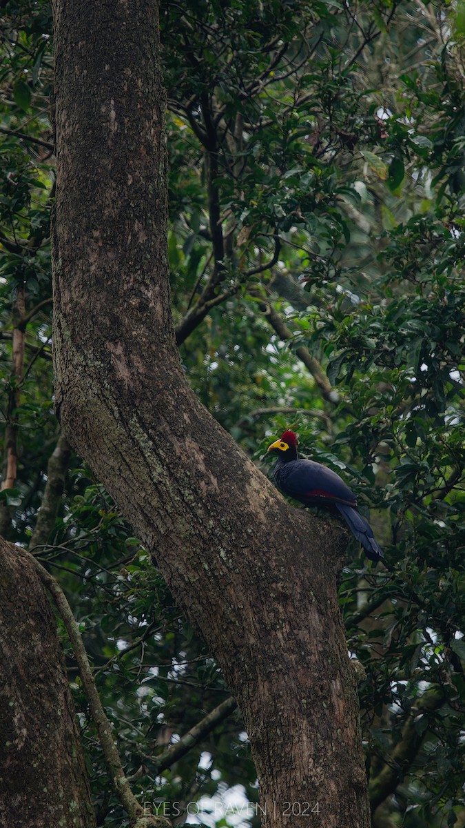 Ross's Turaco - ML622545452