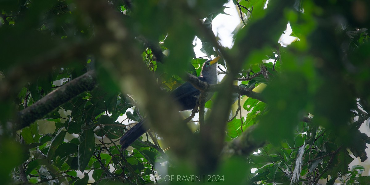 Blue Malkoha - ML622545464