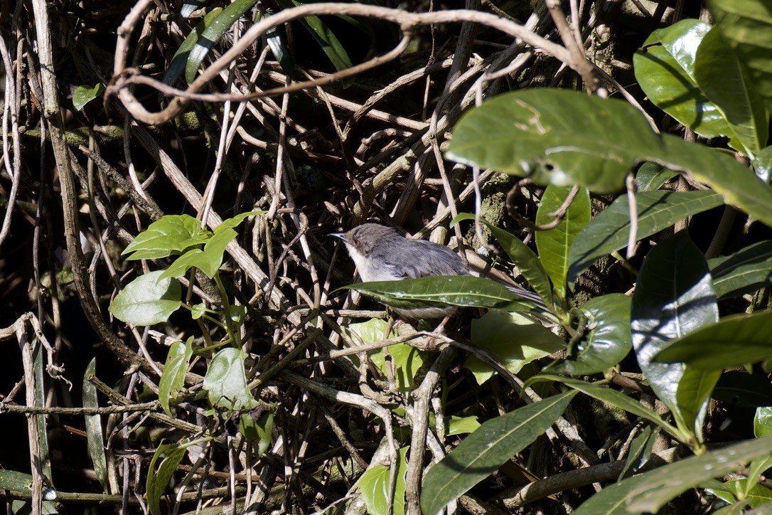 Gray Apalis - ML622545468