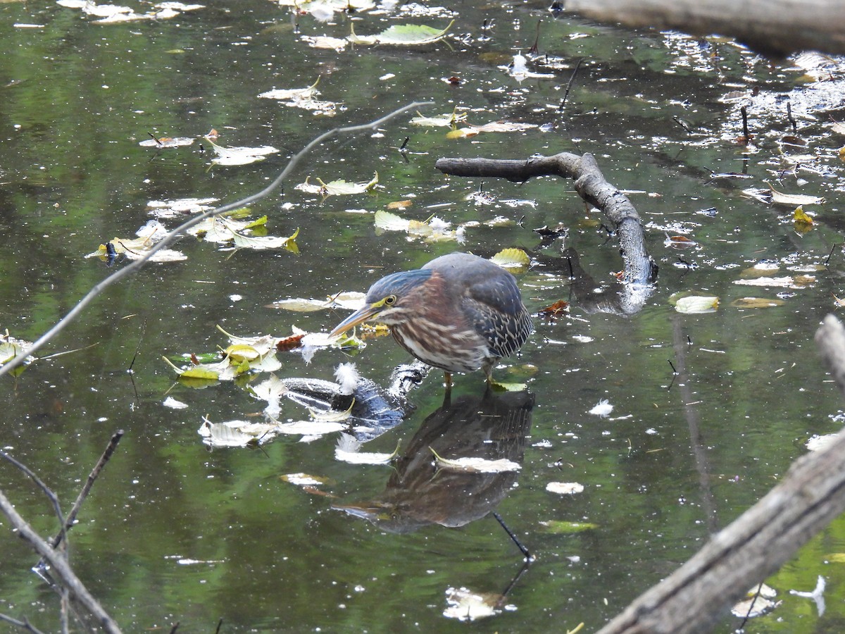 Green Heron - ML622545499