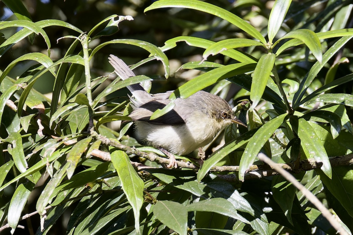 Gray Apalis - ML622545506