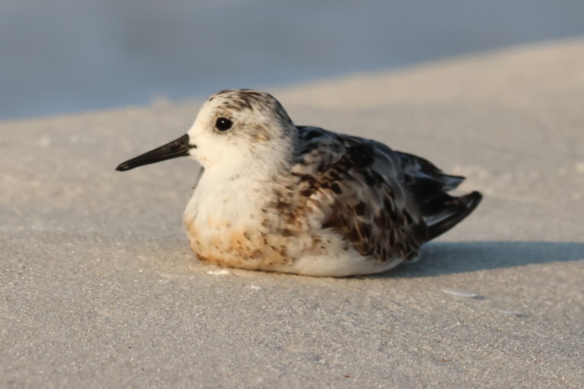 Sanderling - ML622545513