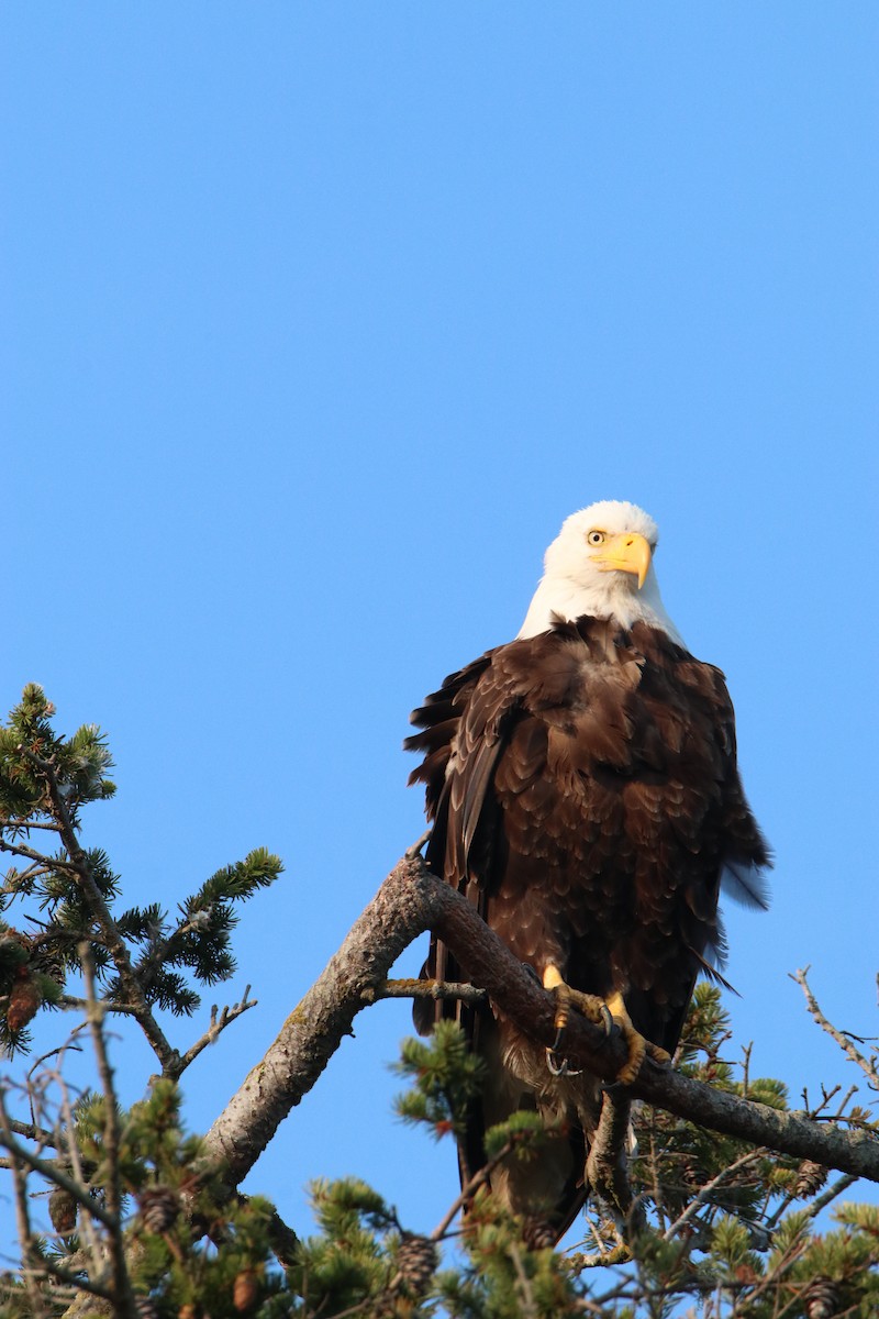 Bald Eagle - ML622545540