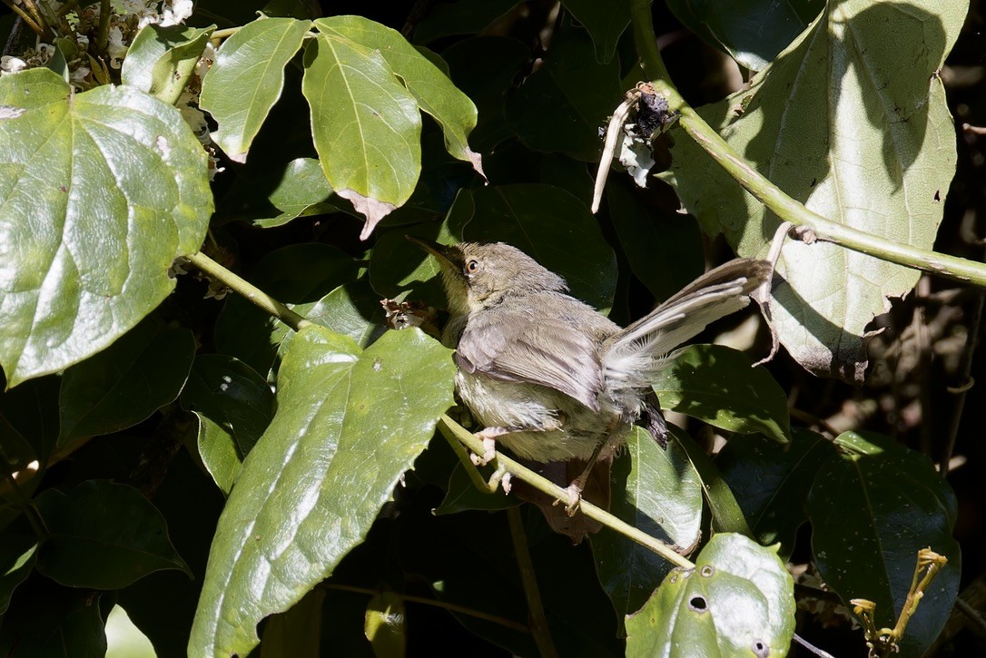 Gray Apalis - ML622545549