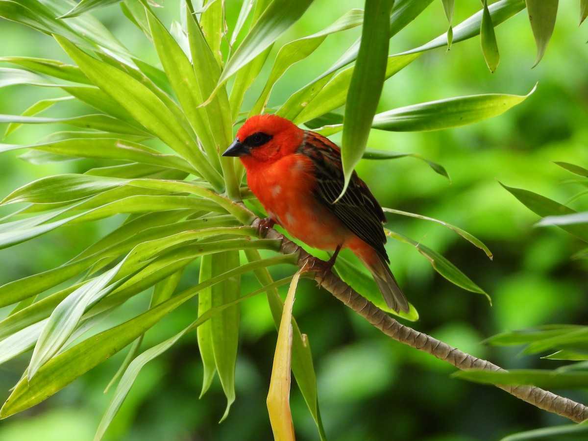 Red Fody - ML622545627