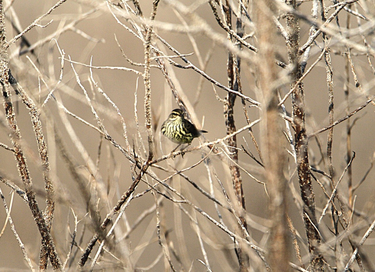 Northern Waterthrush - ML622545628