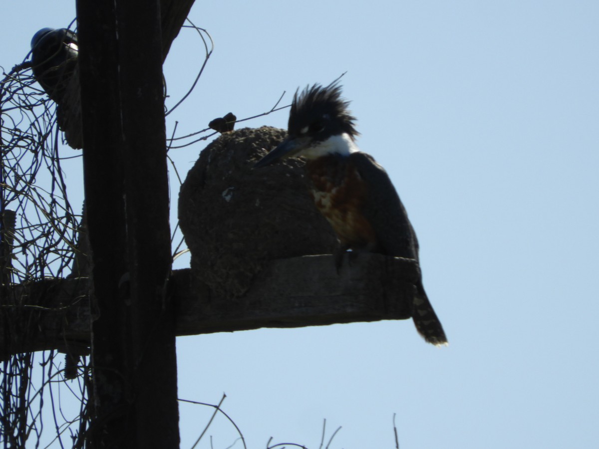 Ringed Kingfisher - ML622545680