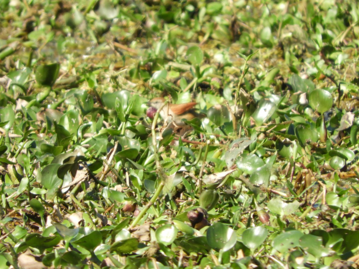 Yellow-chinned Spinetail - ML622545685