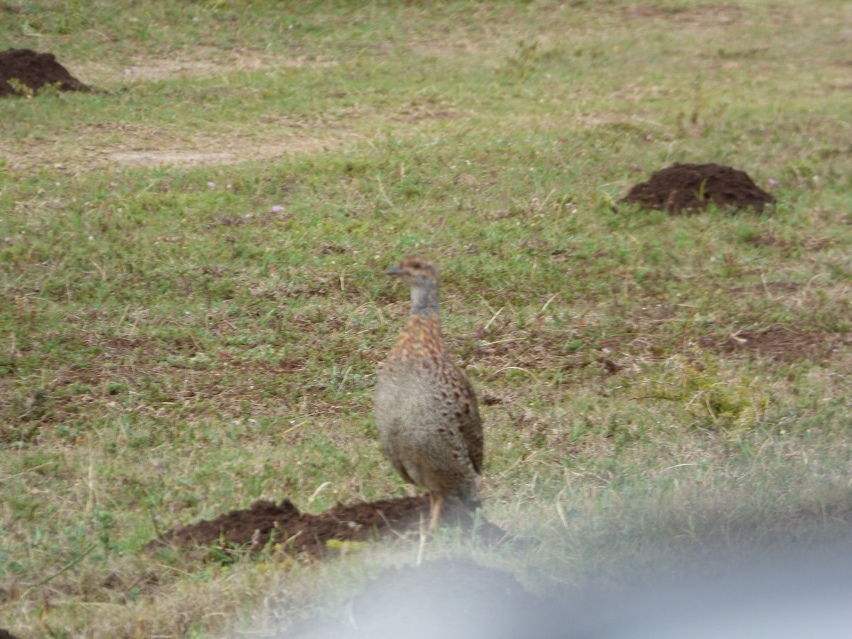 Gray-winged Francolin - ML622545714