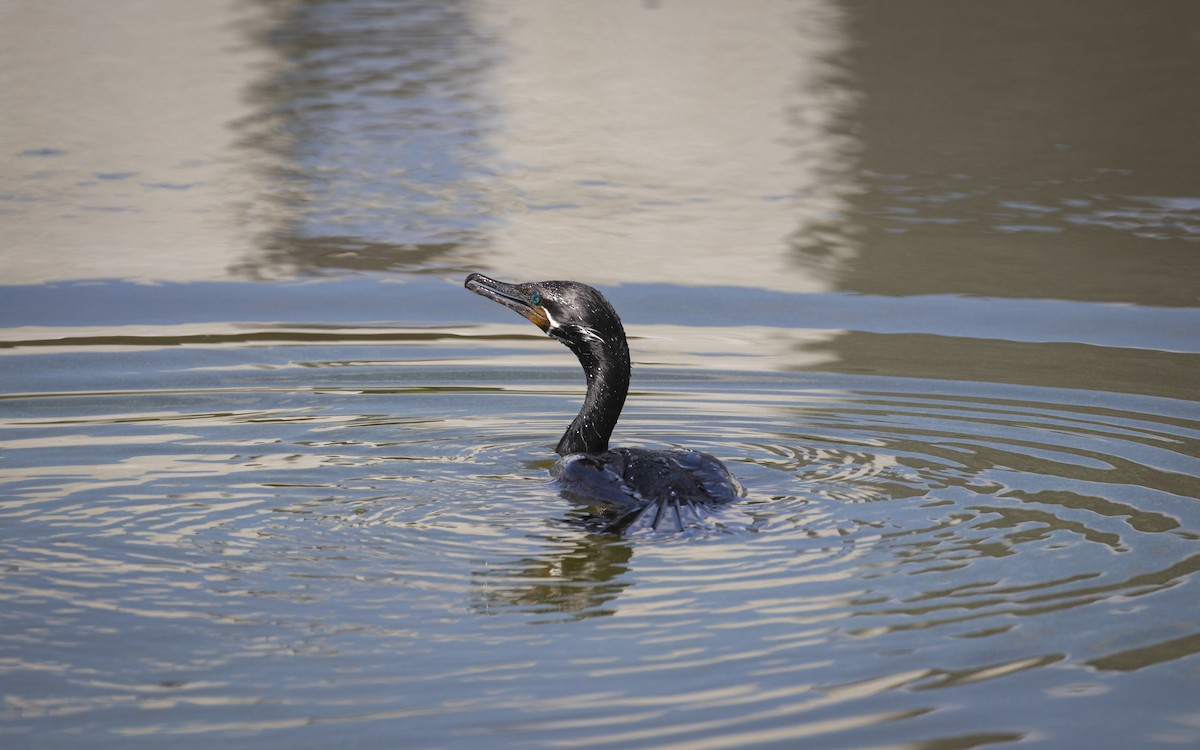 Neotropic Cormorant - ML622545725