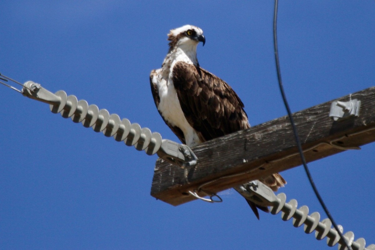 Osprey (carolinensis) - ML622545760