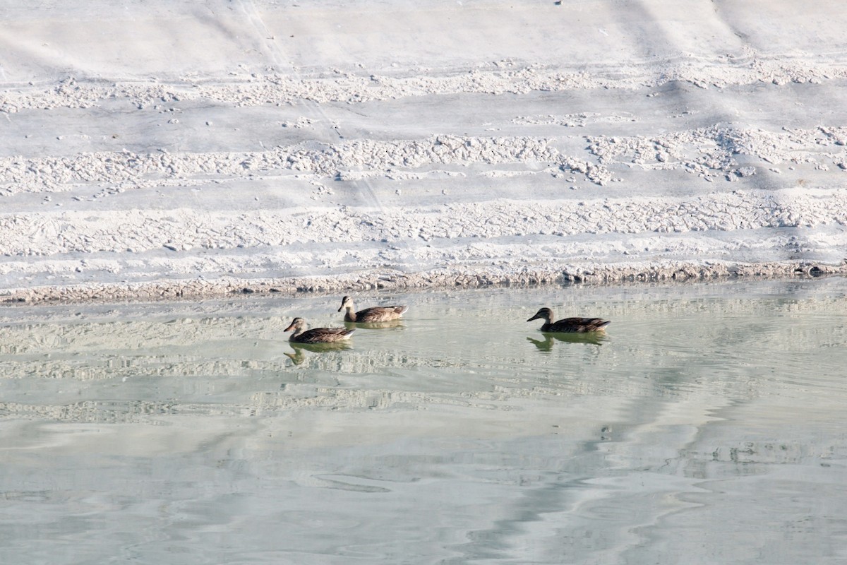 Mallard - ML622545784