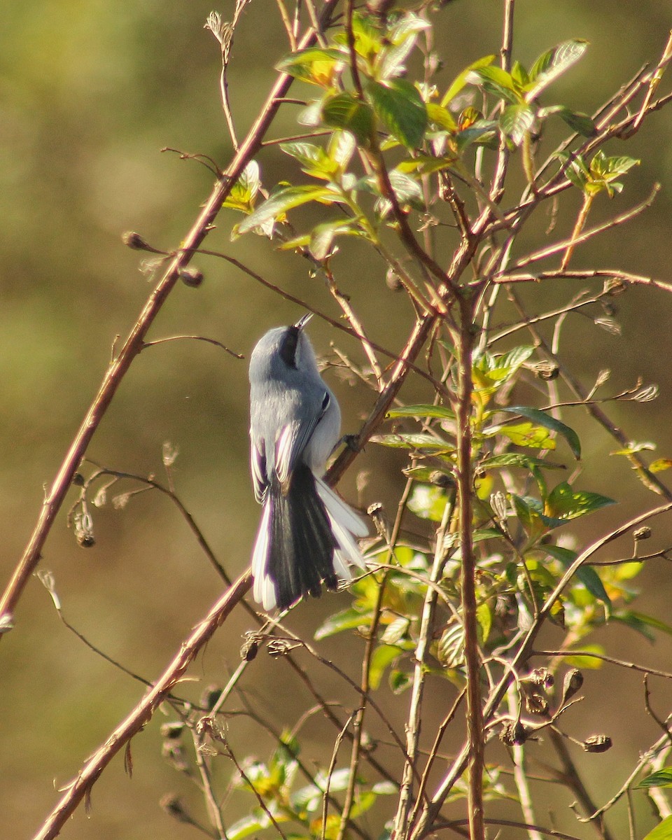 Masked Gnatcatcher - ML622545785