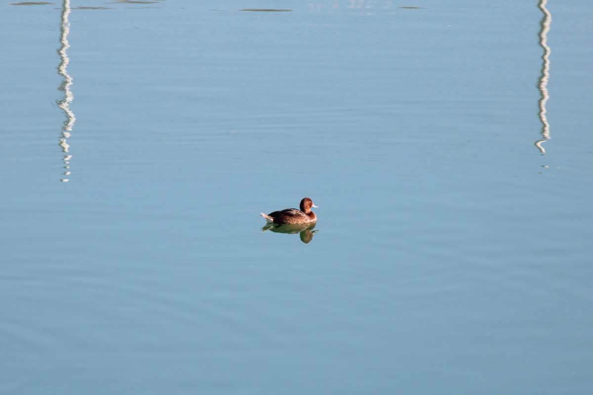 Ferruginous Duck - ML622545799