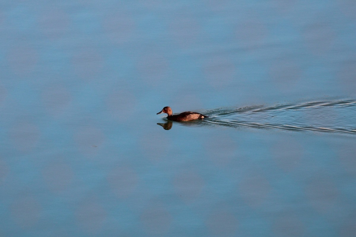 Ferruginous Duck - ML622545800