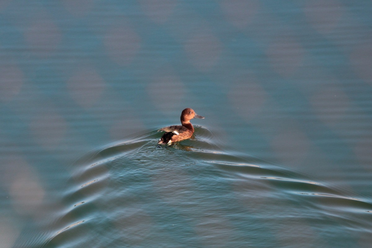 Ferruginous Duck - ML622545802