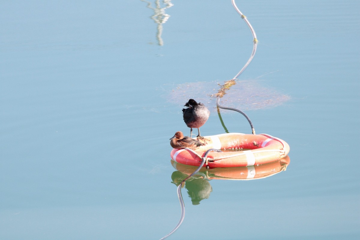Ferruginous Duck - ML622545816