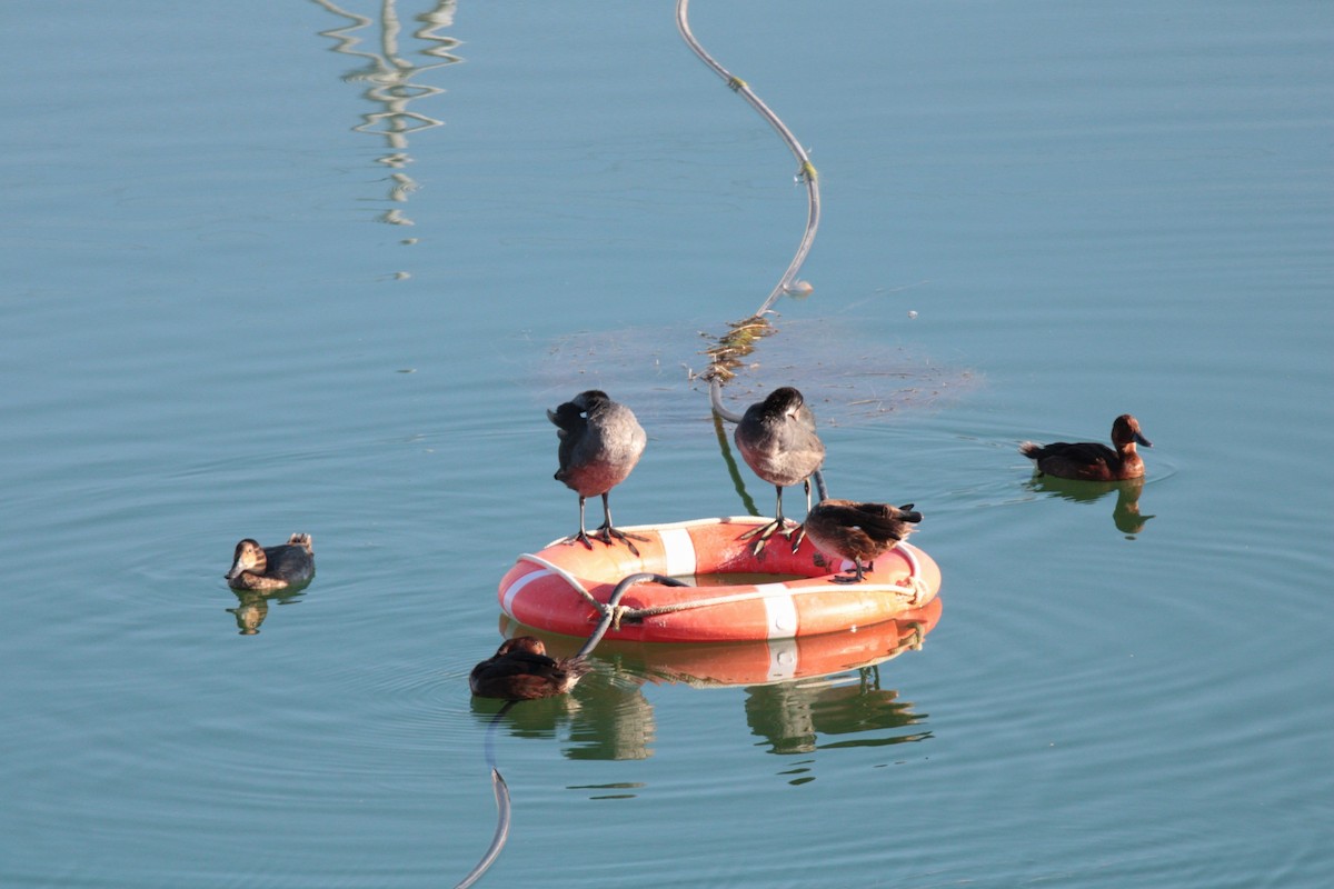 Ferruginous Duck - ML622545817