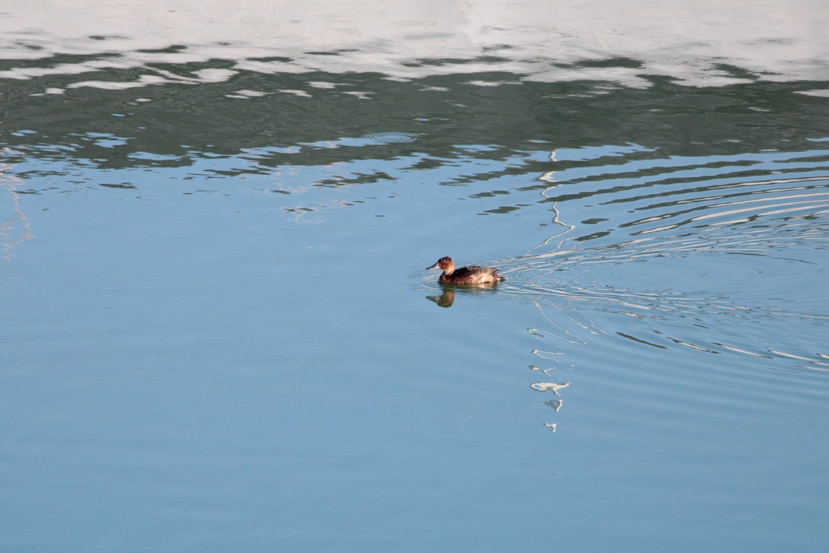 Ferruginous Duck - ML622545818