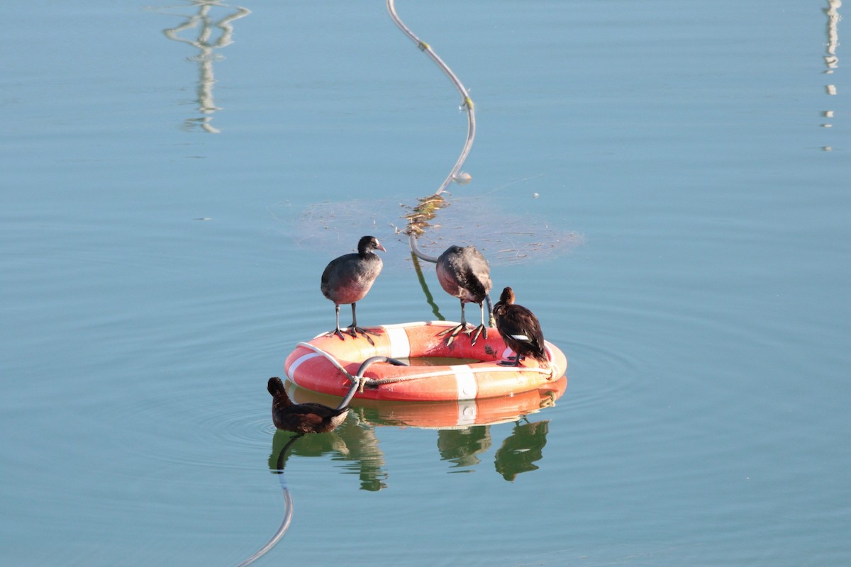 Ferruginous Duck - ML622545819