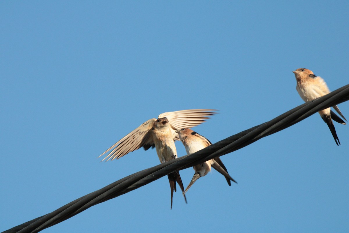 European Red-rumped Swallow - ML622545843