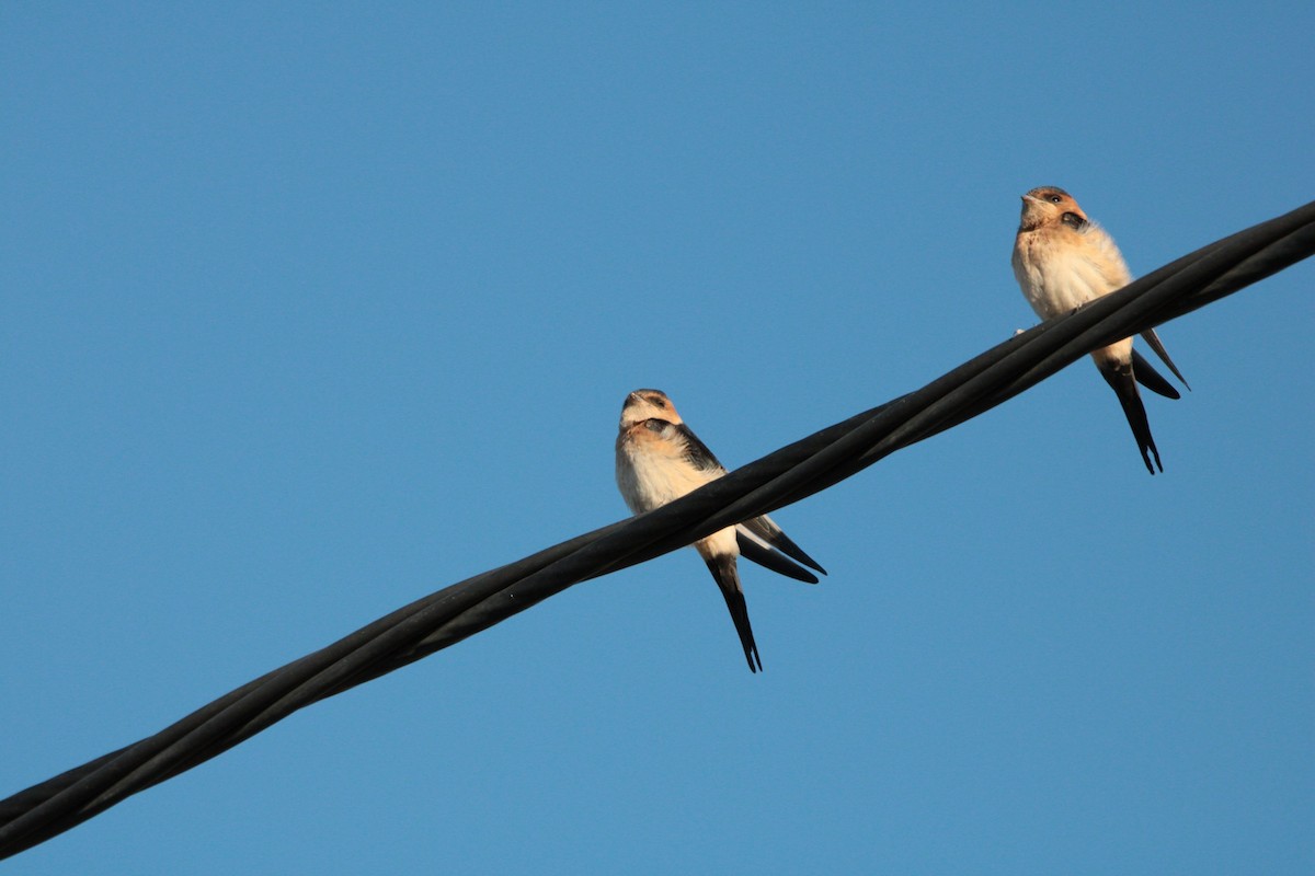 European Red-rumped Swallow - ML622545844