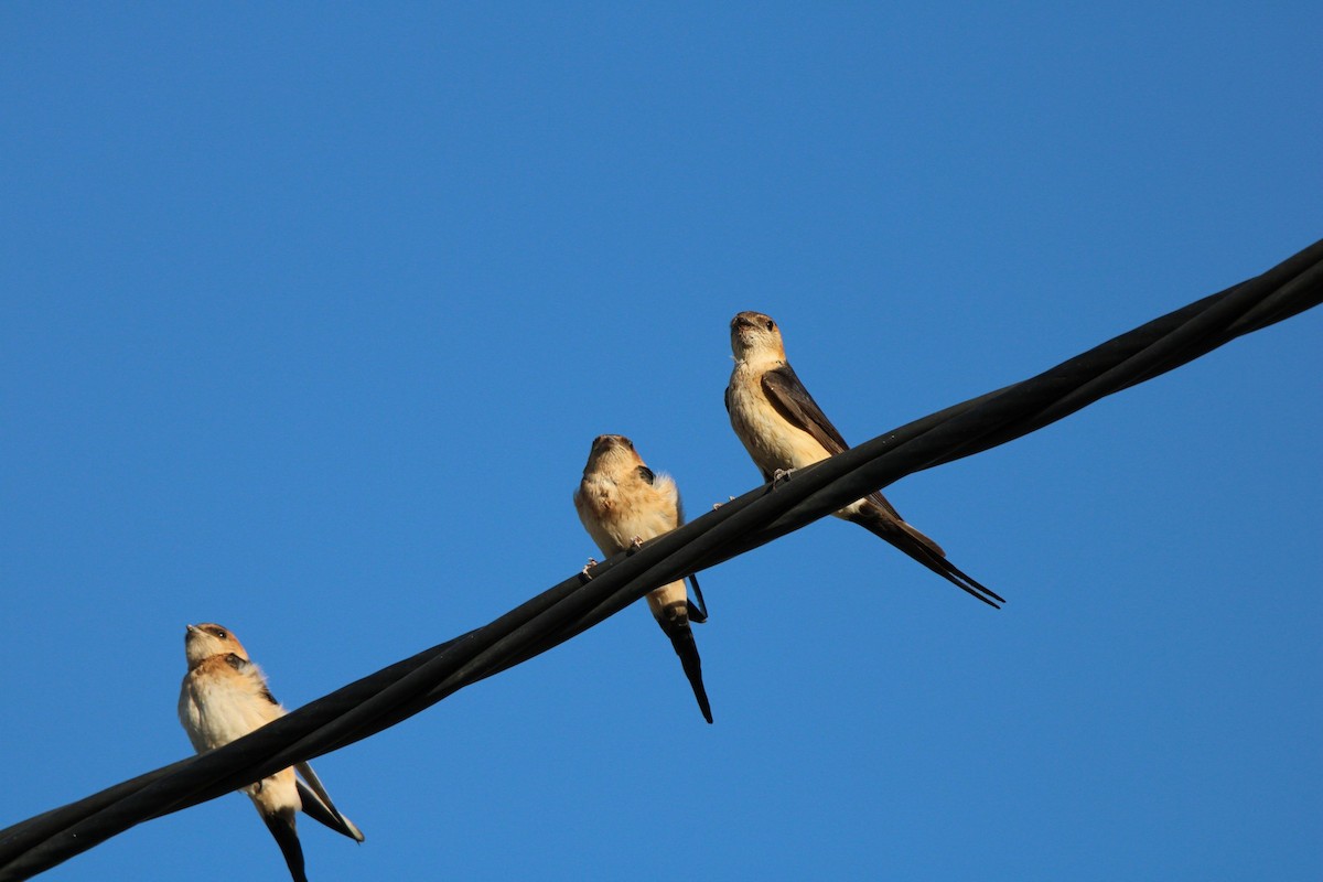 European Red-rumped Swallow - ML622545845