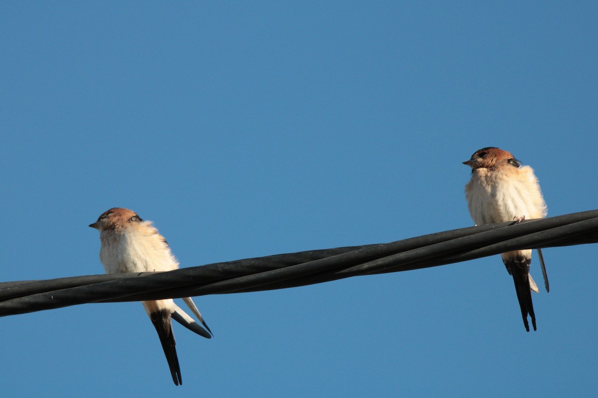 European Red-rumped Swallow - ML622545846