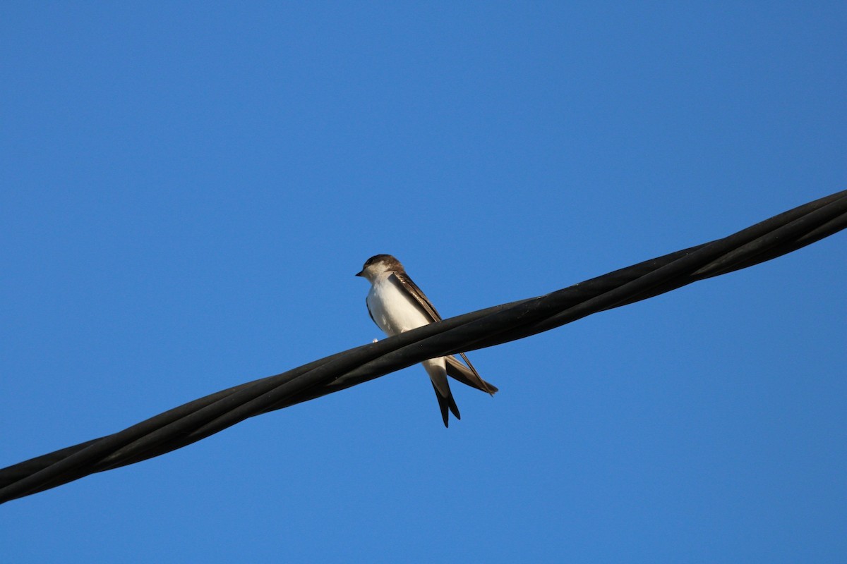 Western House-Martin - ML622545849