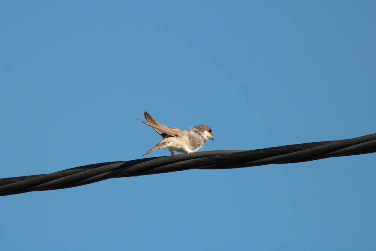 Western House-Martin - ML622545850