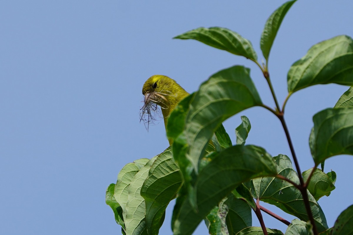 American Goldfinch - ML622545884