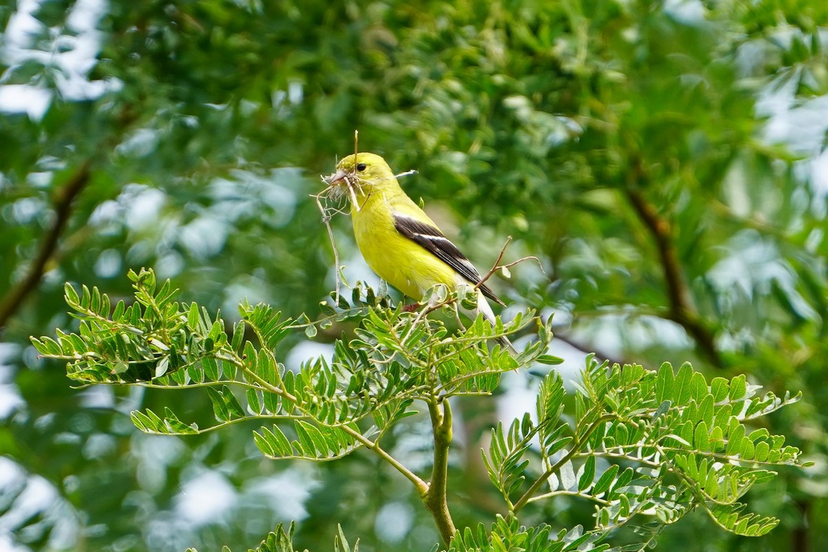 American Goldfinch - ML622545885