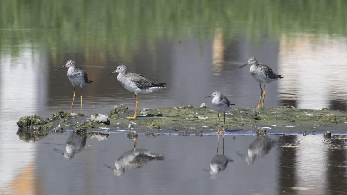 Lesser Yellowlegs - Edwin Wilke