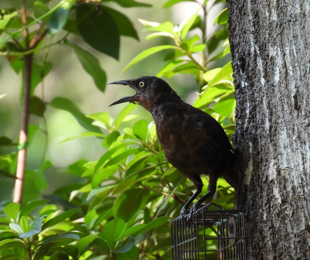 Common Grackle - ML622545914