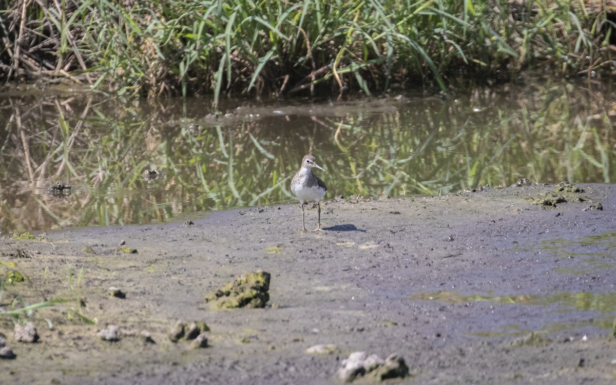 Solitary Sandpiper - Edwin Wilke