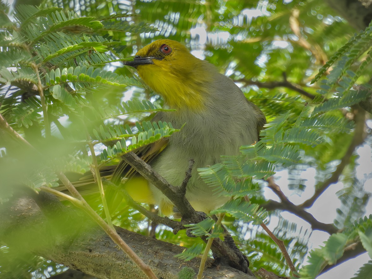 Bulbul à menton jaune - ML622545954