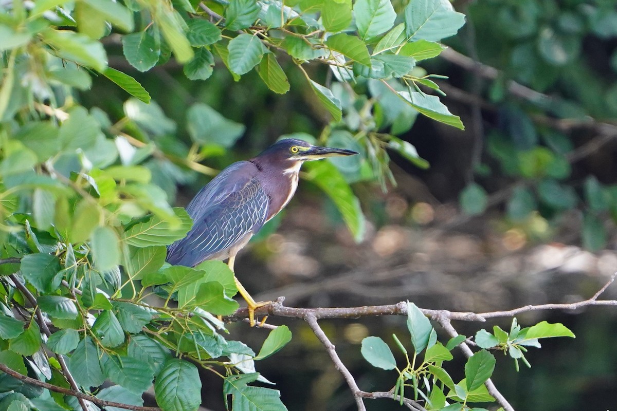 Green Heron - Christine W.